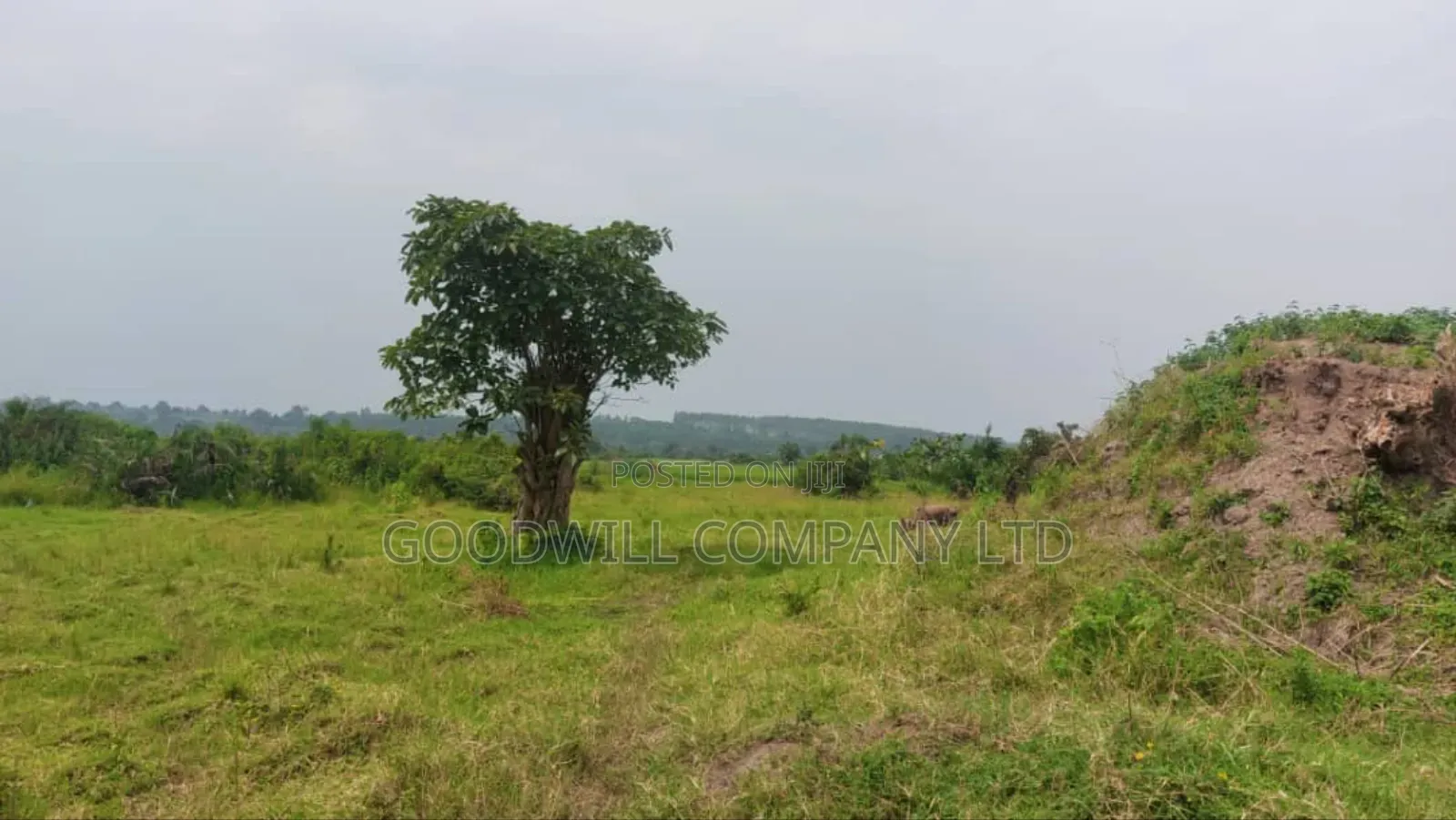 50 Acres of Private Mailo Land in Gomba