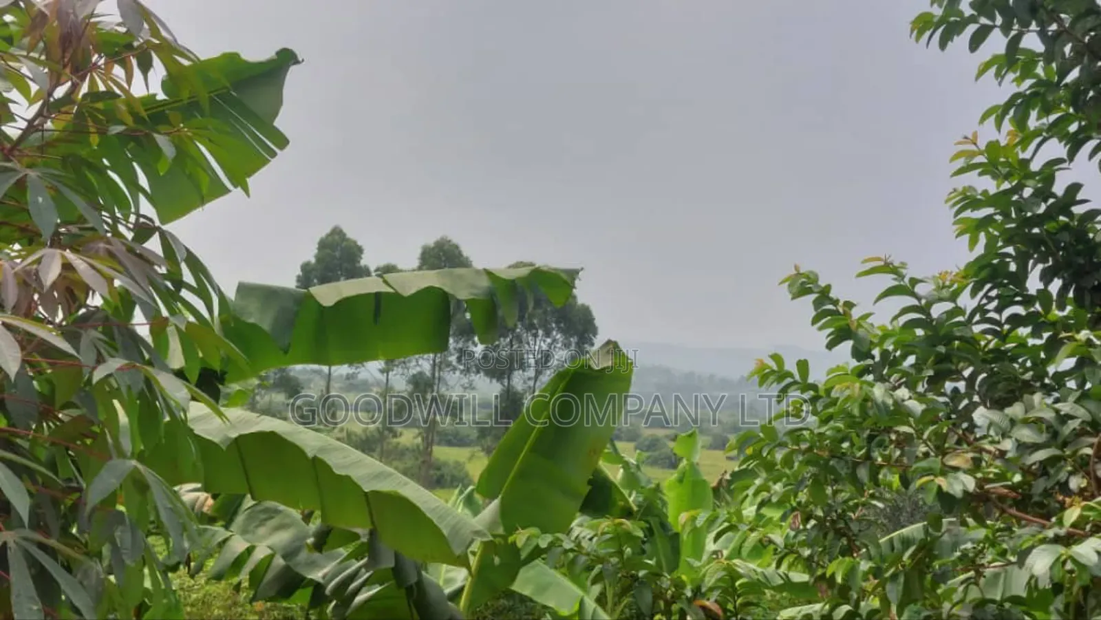 50 Acres of Private Mailo Land in Gomba