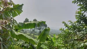 50 Acres of Private Mailo Land in Gomba