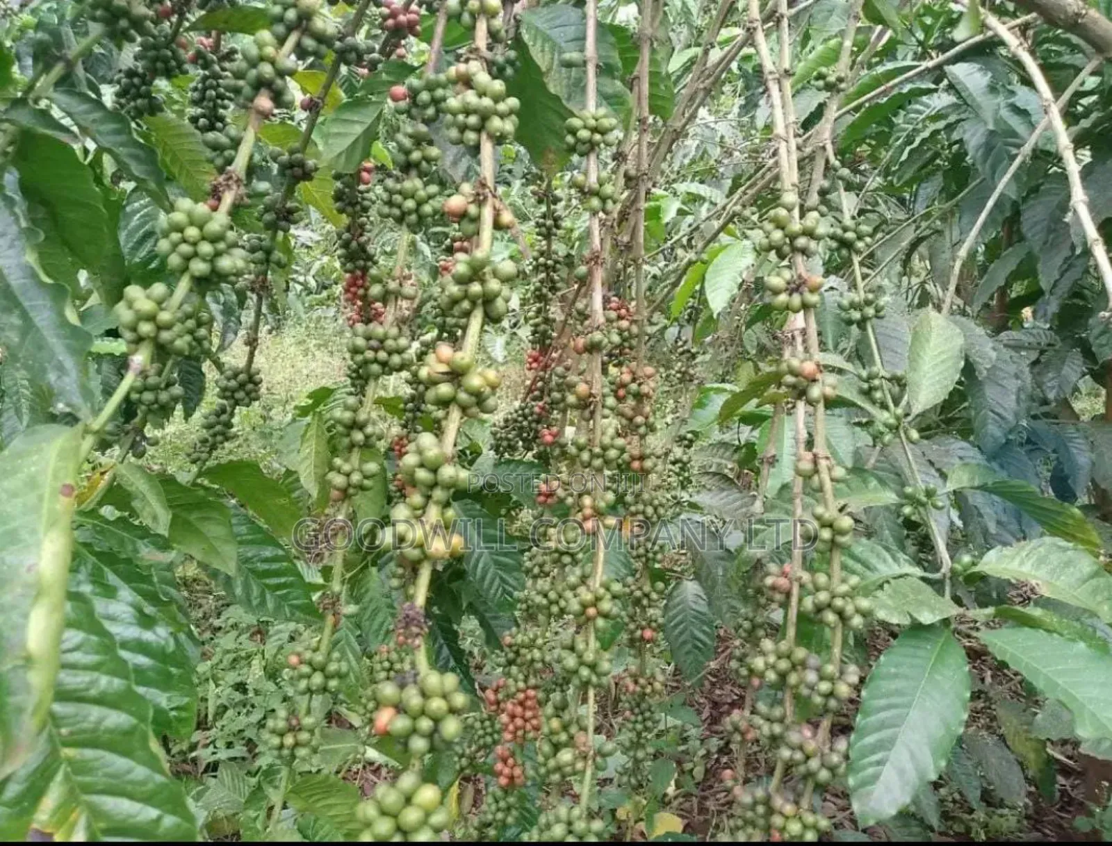 15 Acres for Sale Kikonge Mityana Road