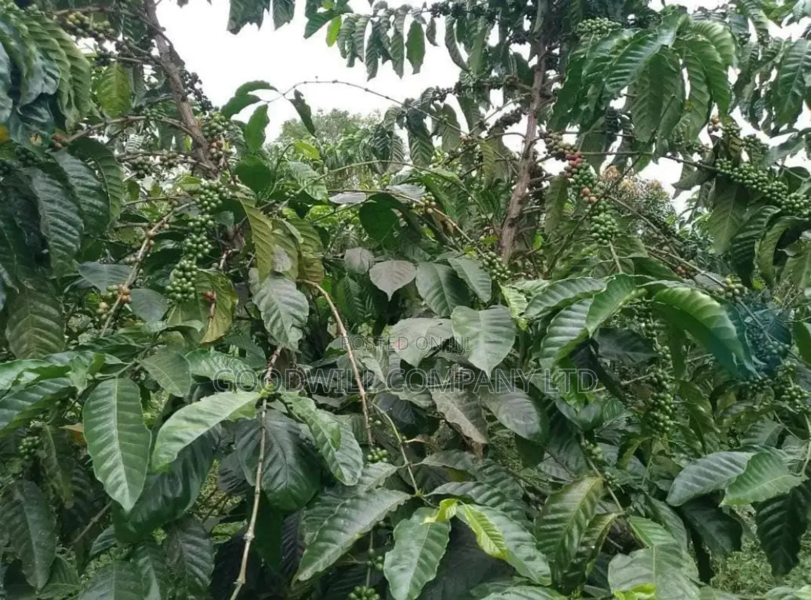 15 Acres for Sale Kikonge Mityana Road