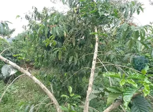 15 Acres for Sale Kikonge Mityana Road