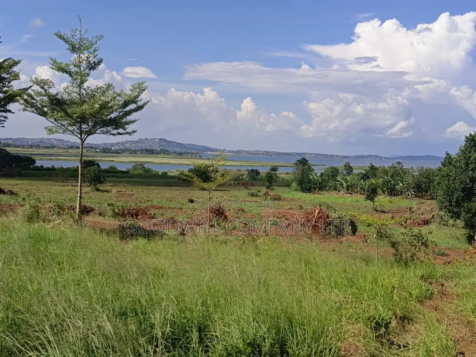 50 Acres of Land in Bwerenga Kawuku Entebbe Rd Touching on Lake Shore