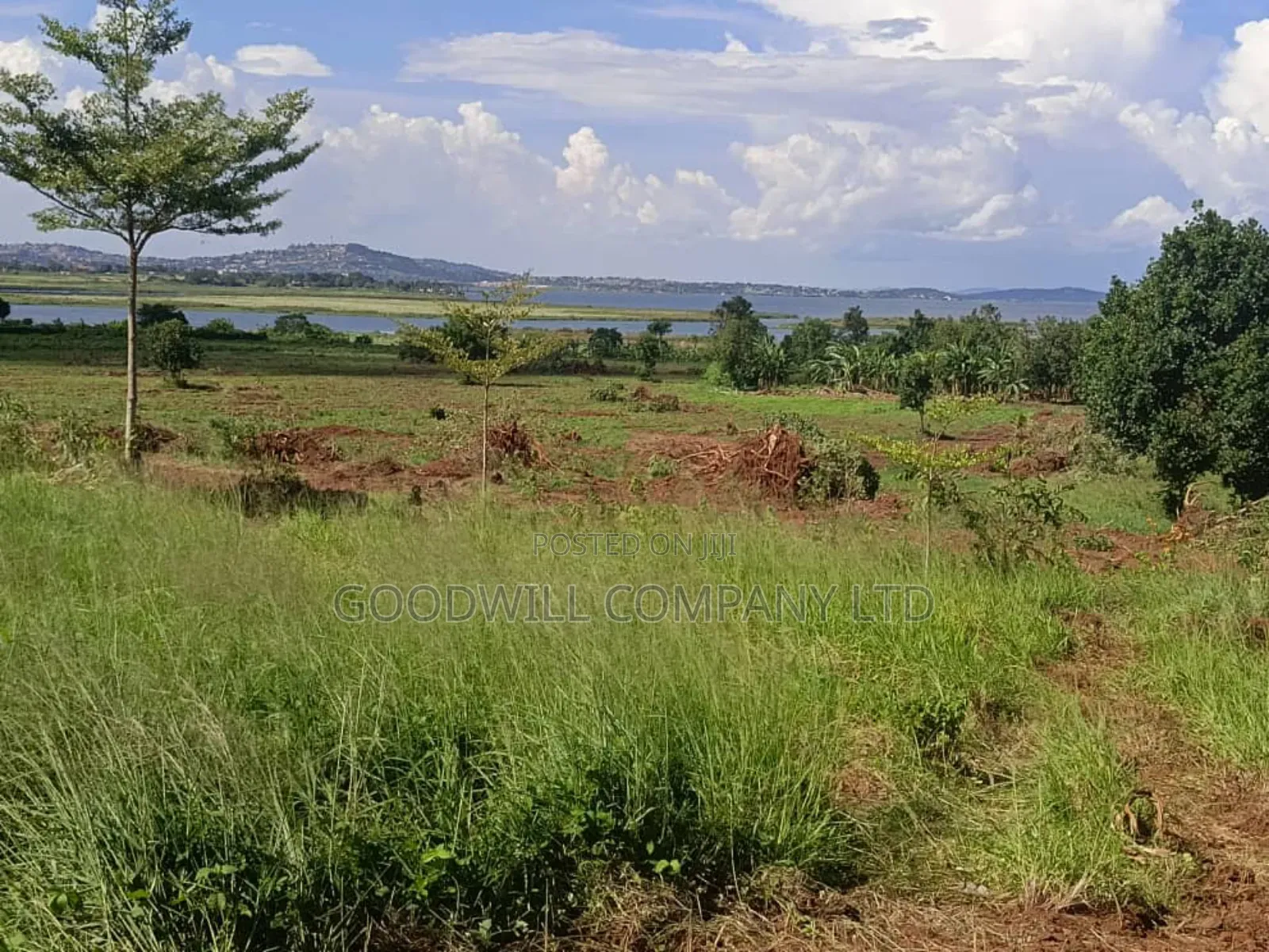 50 Acres of Land in Bwerenga Kawuku Entebbe Rd Touching on Lake Shore