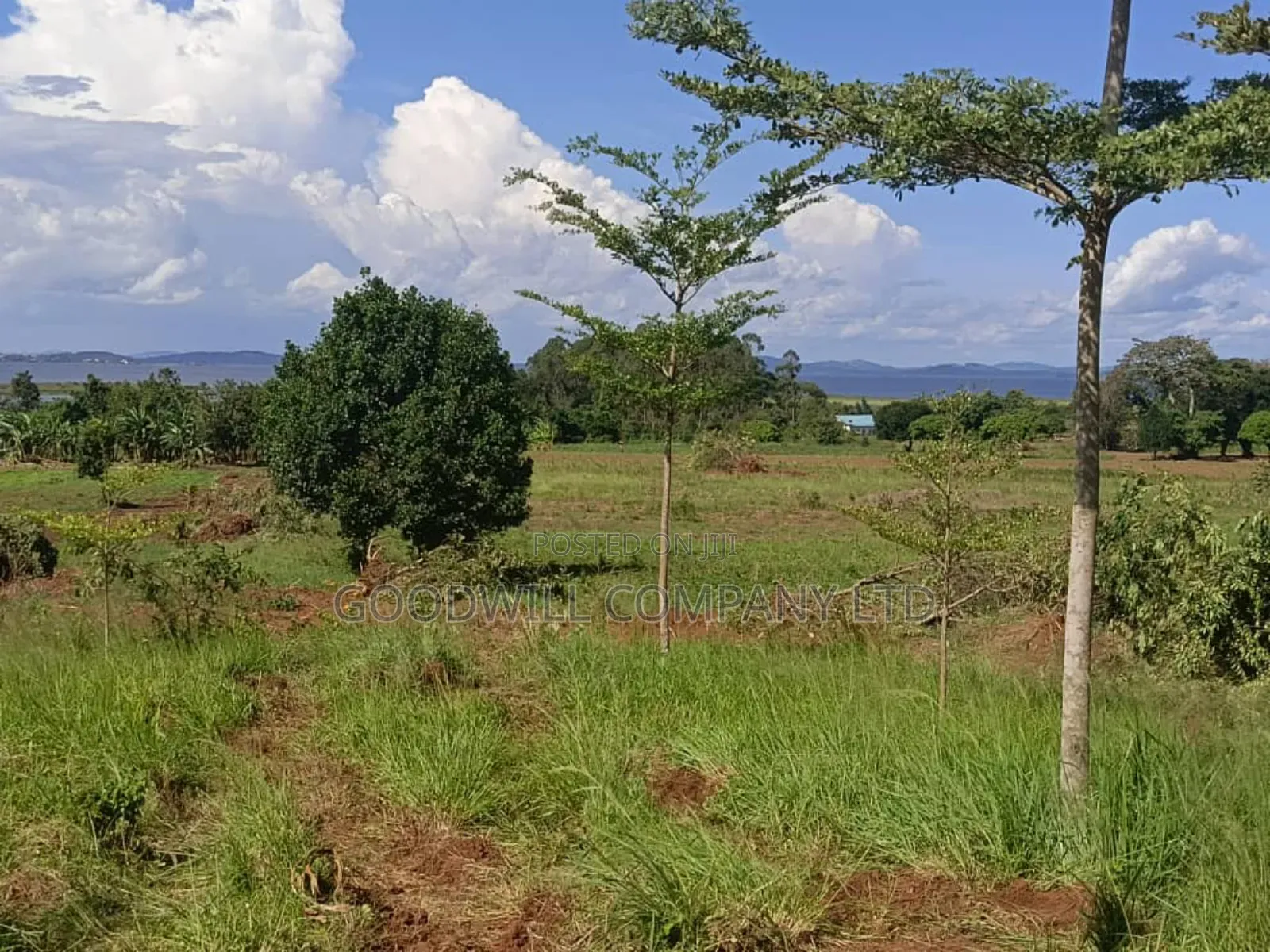 50 Acres of Land in Bwerenga Kawuku Entebbe Rd Touching on Lake Shore