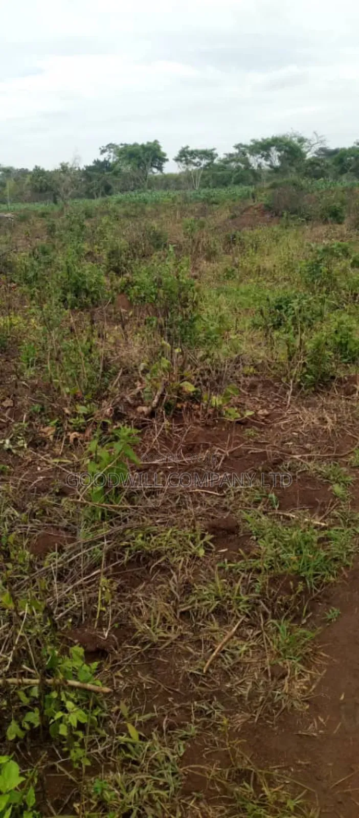 50 Acres of Land on Sale at Kamira After Kikyuusa W/T Private Mailo