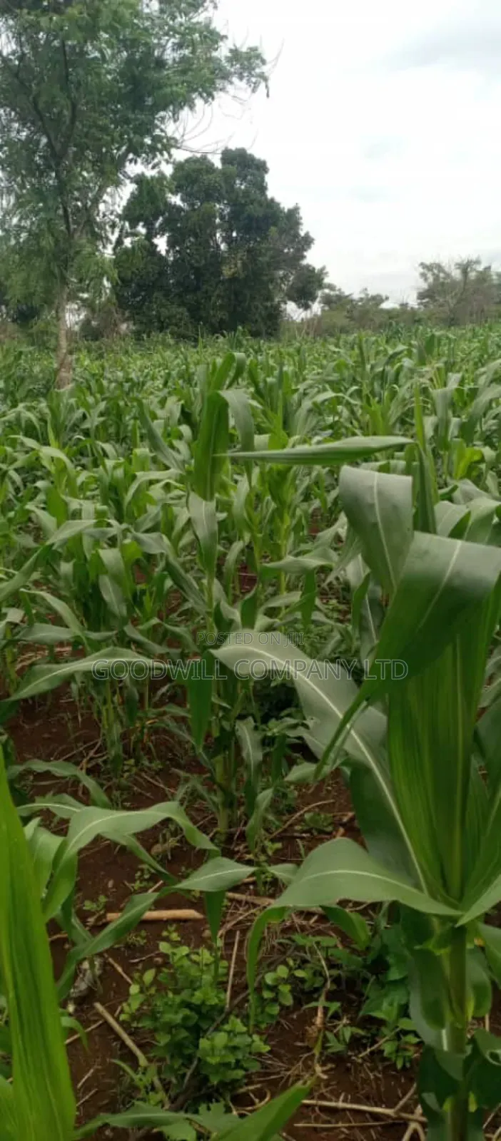 50 Acres of Land on Sale at Kamira After Kikyuusa W/T Private Mailo