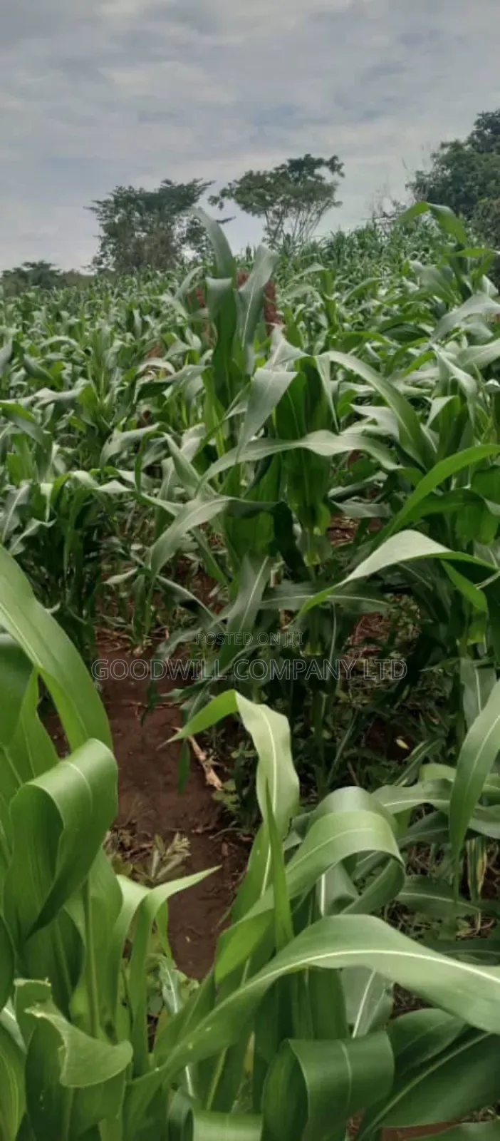 50 Acres of Land on Sale at Kamira After Kikyuusa W/T Private Mailo