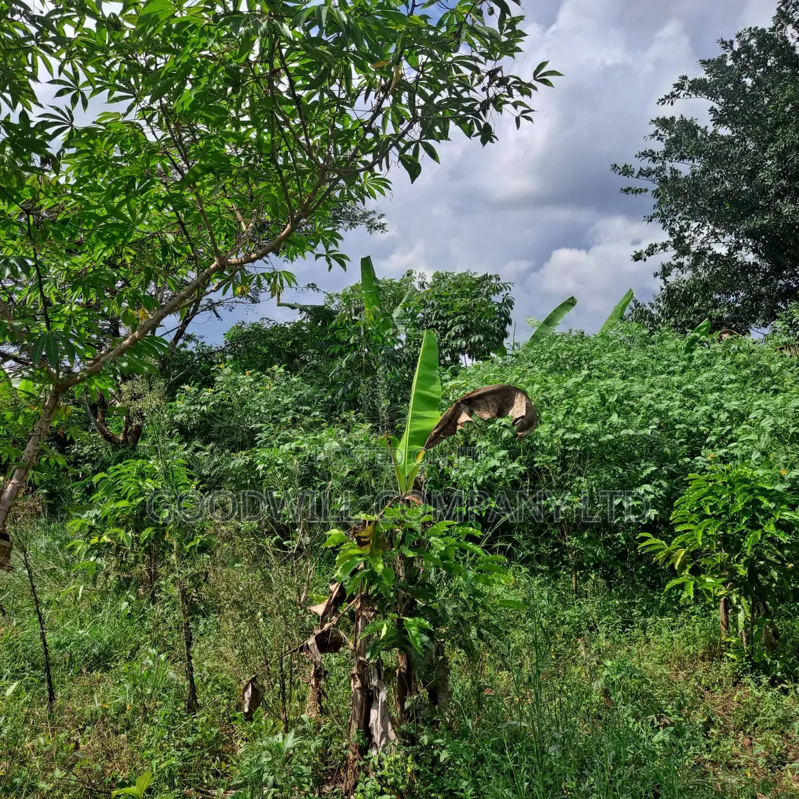 30 Acres of Land in Masaka Kinono for Sale, 12km Off Kinoni
