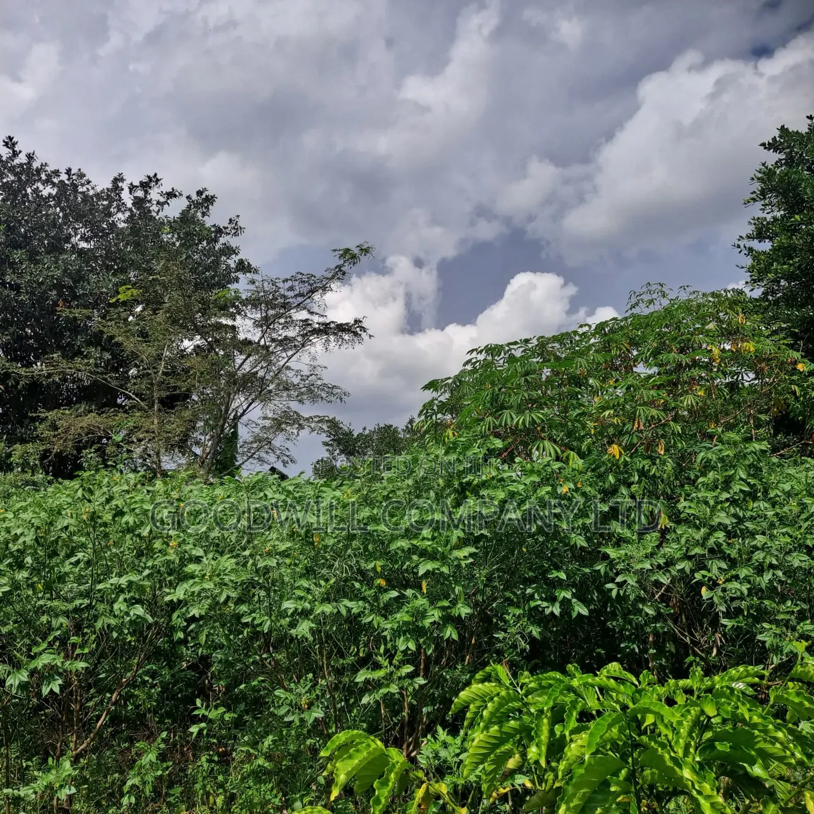 30 Acres of Land in Masaka Kinono for Sale, 12km Off Kinoni