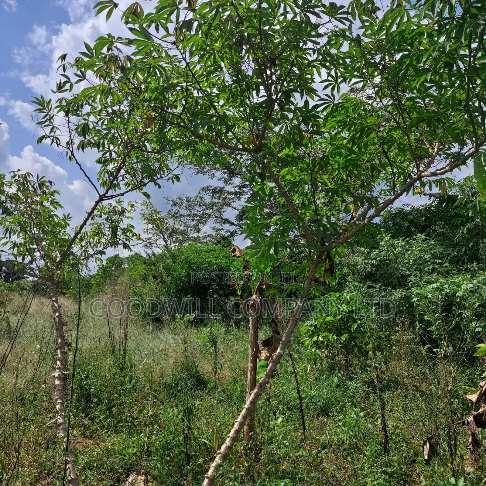 30 Acres of Land in Masaka Kinono for Sale, 12km Off Kinoni