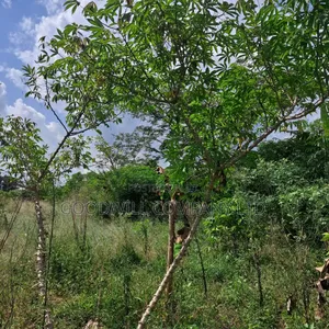 30 Acres of Land in Masaka Kinono for Sale, 12km Off Kinoni