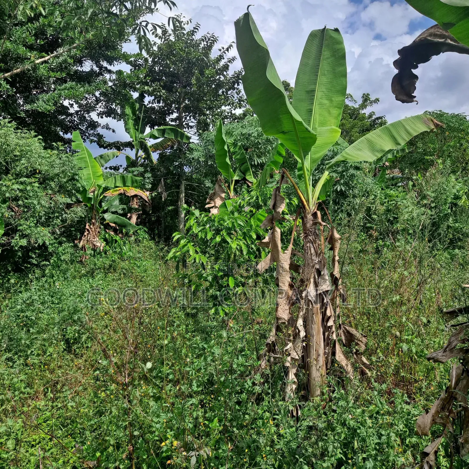 30 Acres of Land in Masaka Kinono for Sale, 12km Off Kinoni
