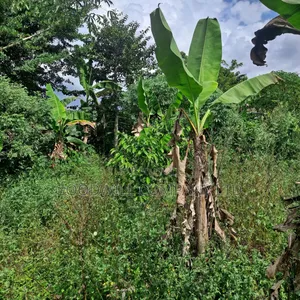 30 Acres of Land in Masaka Kinono for Sale, 12km Off Kinoni
