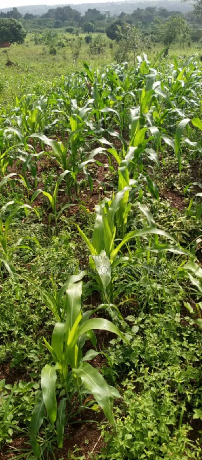 10 Acres of Land in Kiwanura Kikyusa Zirobwe Road