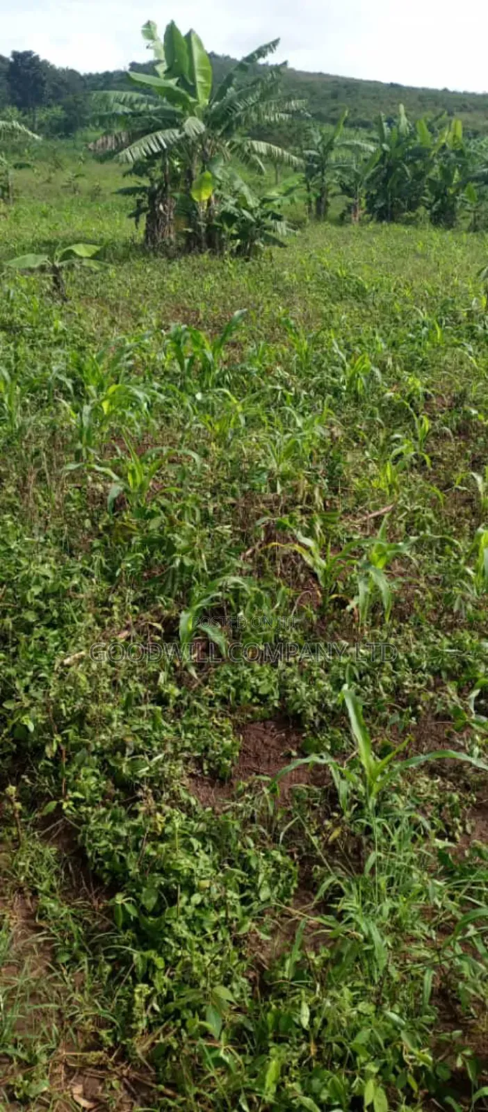10 Acres of Land in Kiwanura Kikyusa Zirobwe Road
