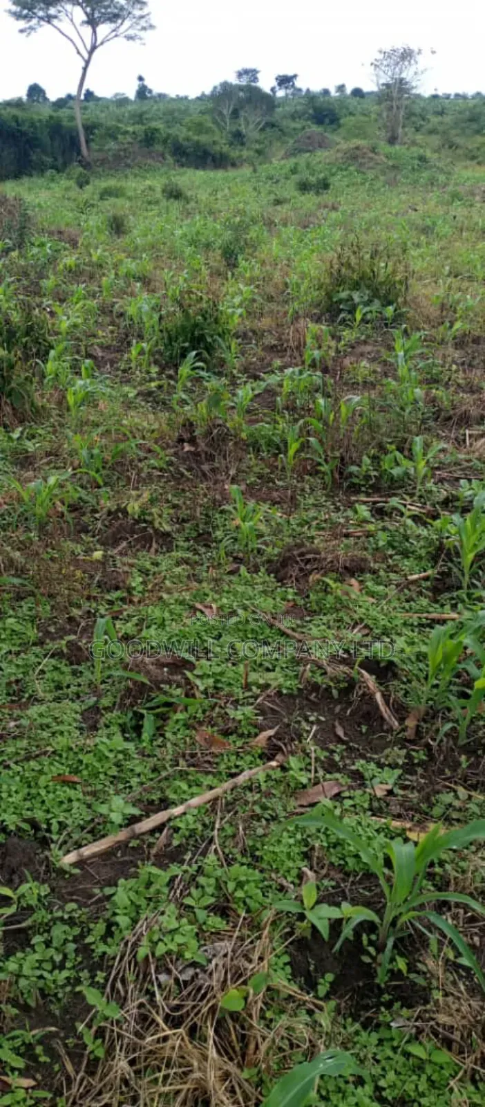 5 Acres of Land in Ngaaju Luwero 10km From Luwero Town
