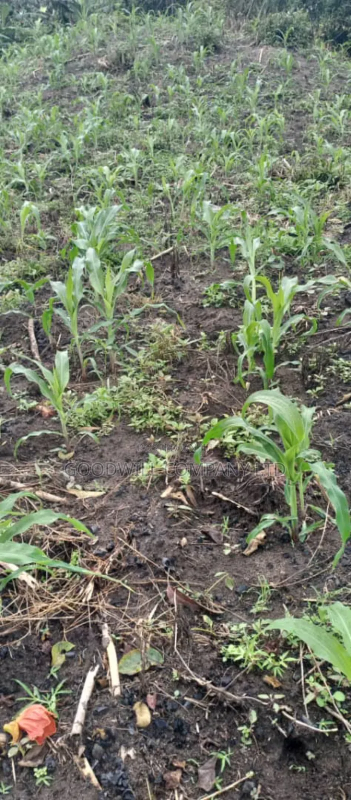 5 Acres of Land in Ngaaju Luwero 10km From Luwero Town