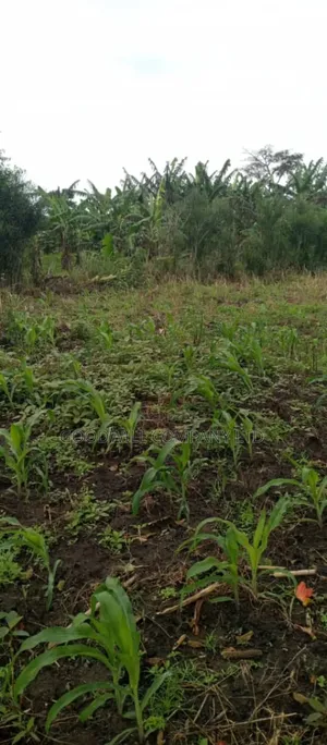 5 Acres of Land in Ngaaju Luwero 10km From Luwero Town
