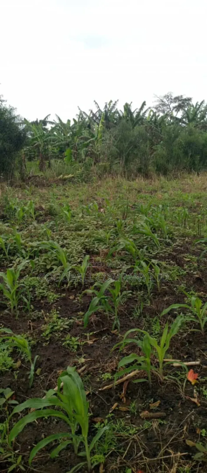 5 Acres of Land in Ngaaju Luwero 10km From Luwero Town