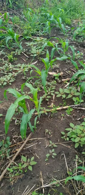 5 Acres of Land in Ngaaju Luwero 10km From Luwero Town