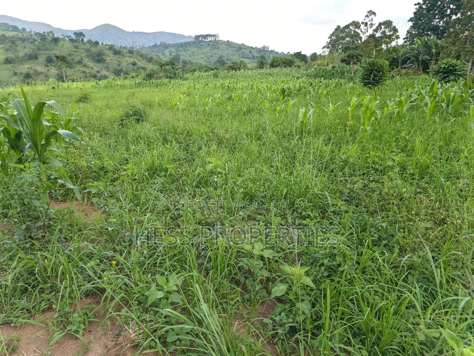 6acres of Agricultural Land in Bufunjo Kyenjojo District