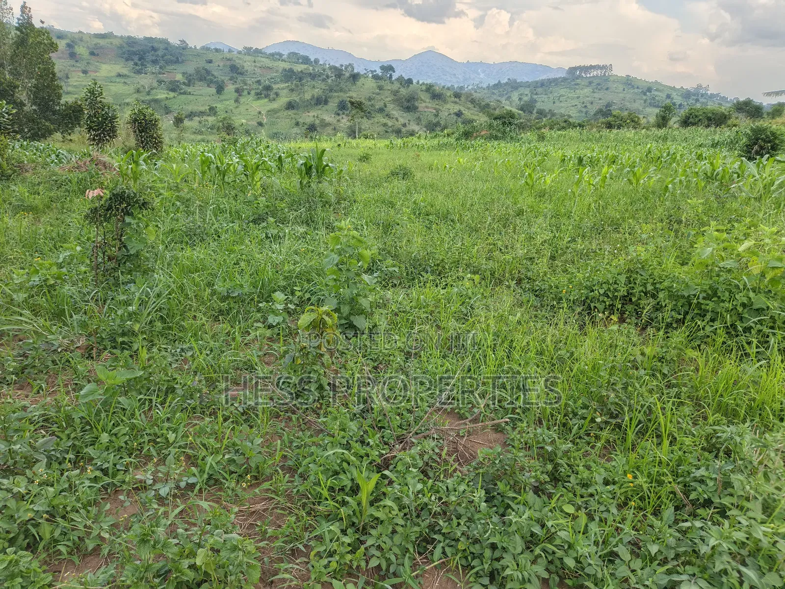 6acres of Agricultural Land in Bufunjo Kyenjojo District