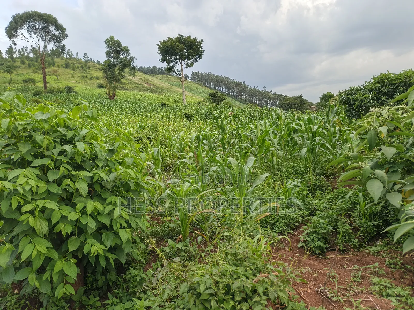 6acres of Agricultural Land in Bufunjo Kyenjojo District