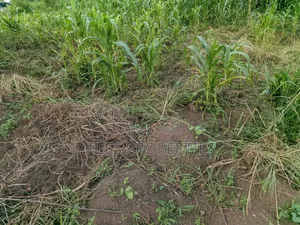 2.5acres of Land on Sale