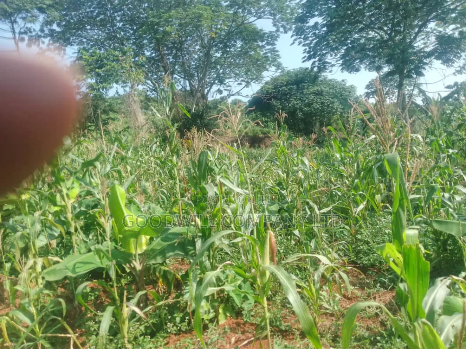 100 Acres of Land in Gaba -Ssi Nkokonjeru Private Milo Land Title