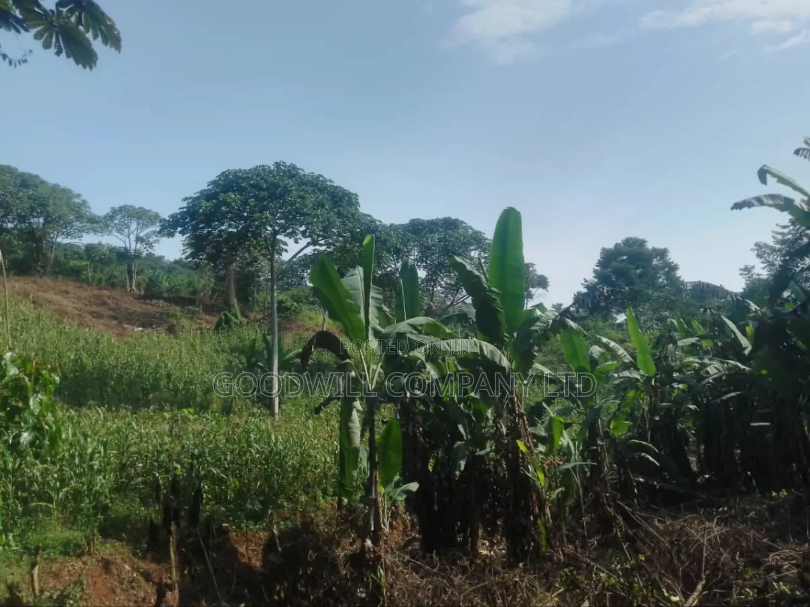 100 Acres of Land in Gaba -Ssi Nkokonjeru Private Milo Land Title