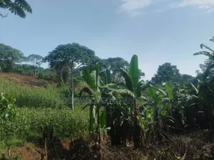 100 Acres of Land in Gaba -Ssi Nkokonjeru Private Milo Land Title