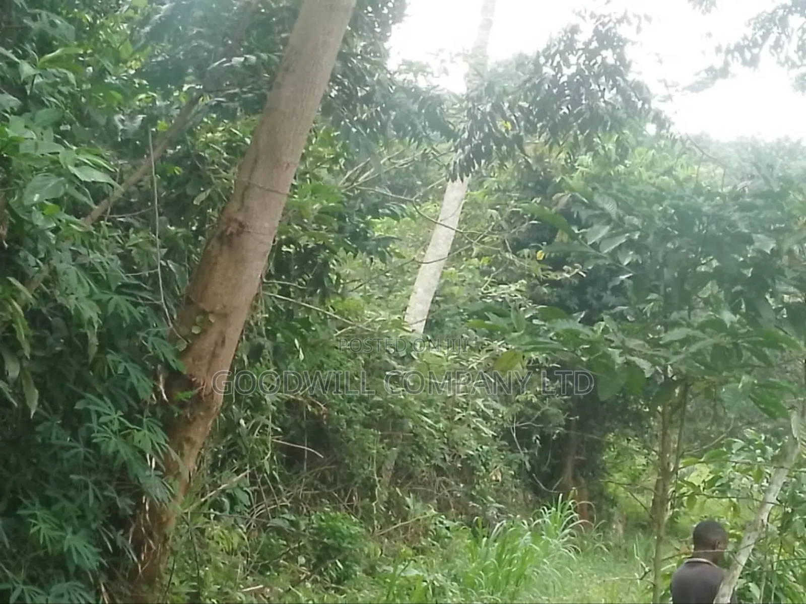 100 Acres of Land in Gaba -Ssi Nkokonjeru Private Milo Land Title