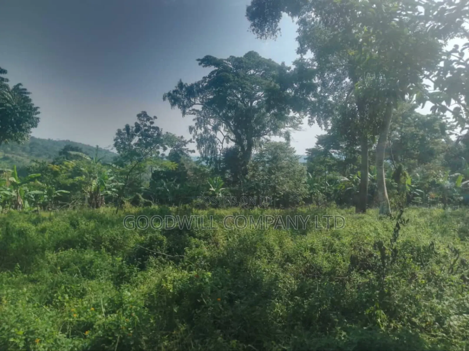 100 Acres of Land in Gaba -Ssi Nkokonjeru Private Milo Land Title