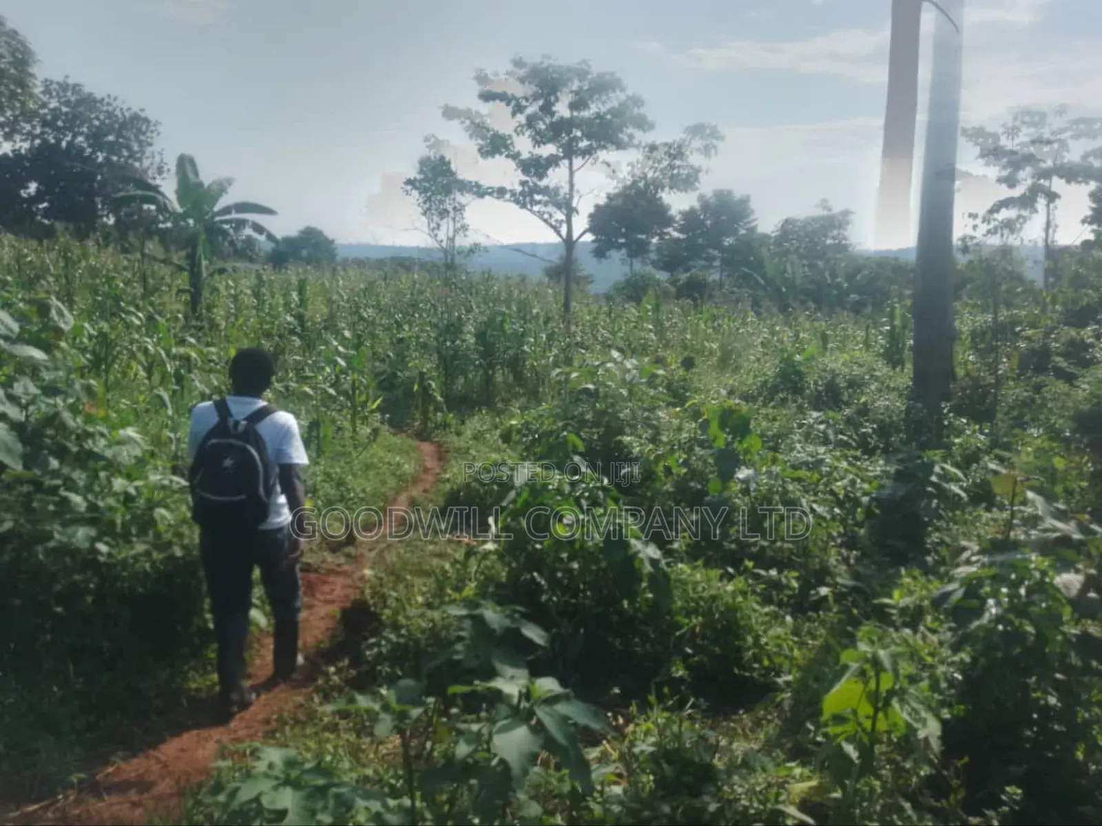 100 Acres of Land in Gaba -Ssi Nkokonjeru Private Milo Land Title