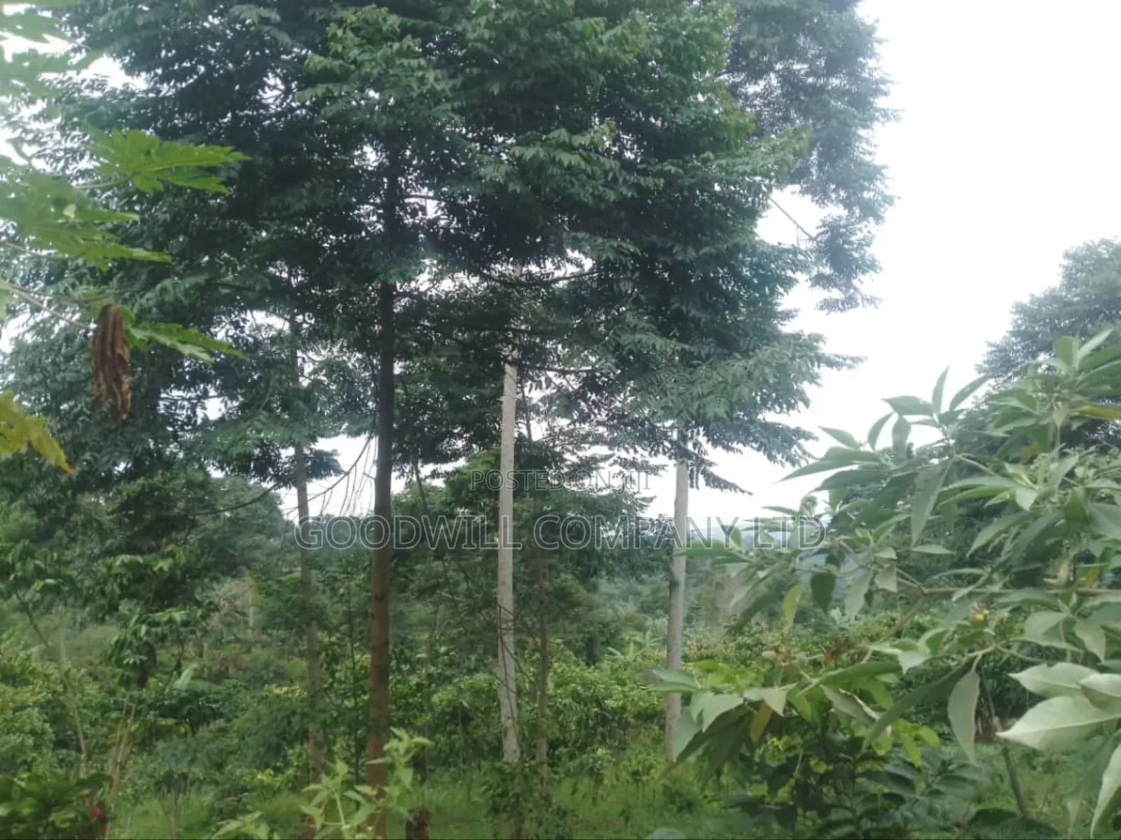 100 Acres of Land in Gaba -Ssi Nkokonjeru Private Milo Land Title