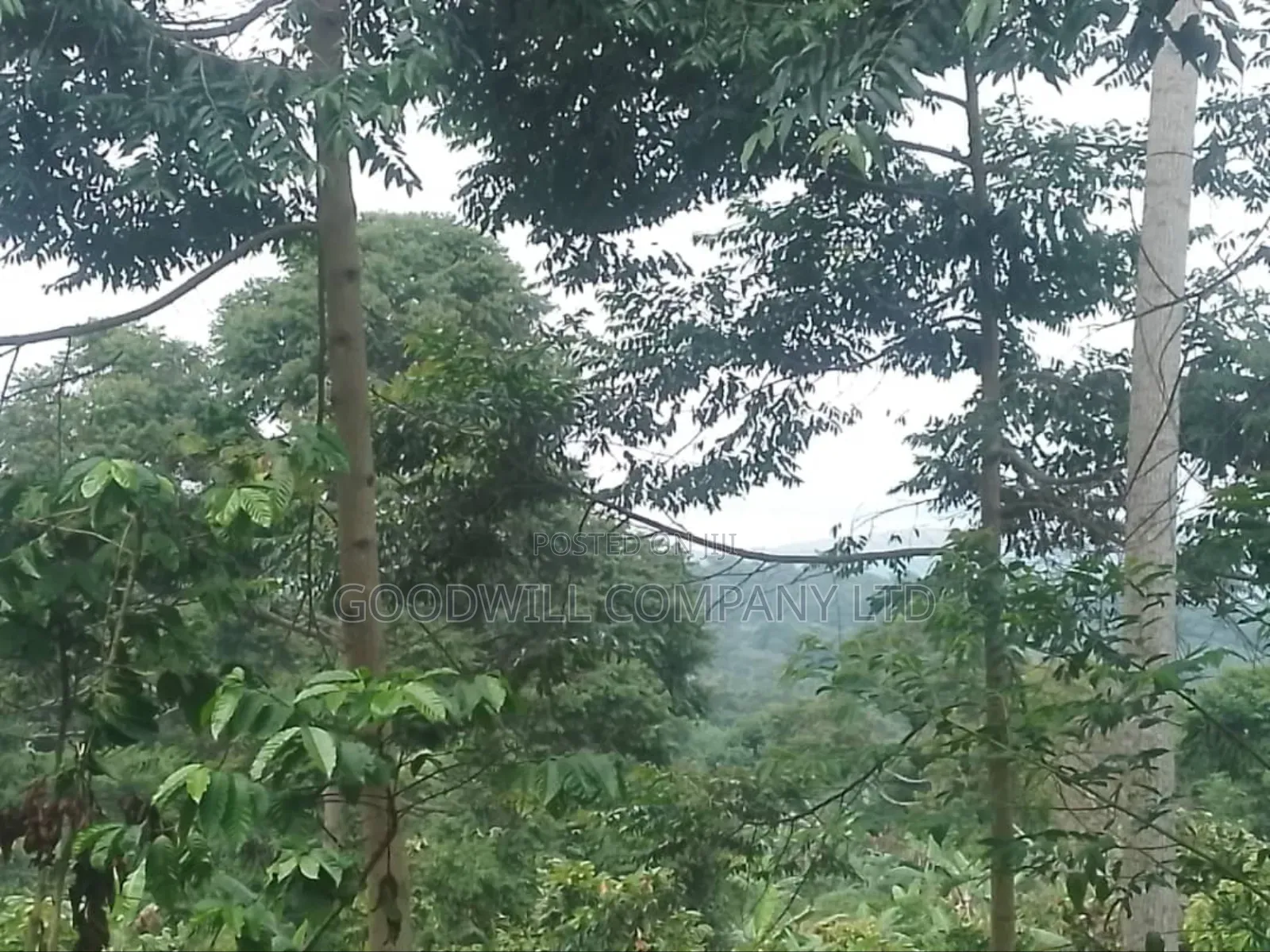 100 Acres of Land in Gaba -Ssi Nkokonjeru Private Milo Land Title