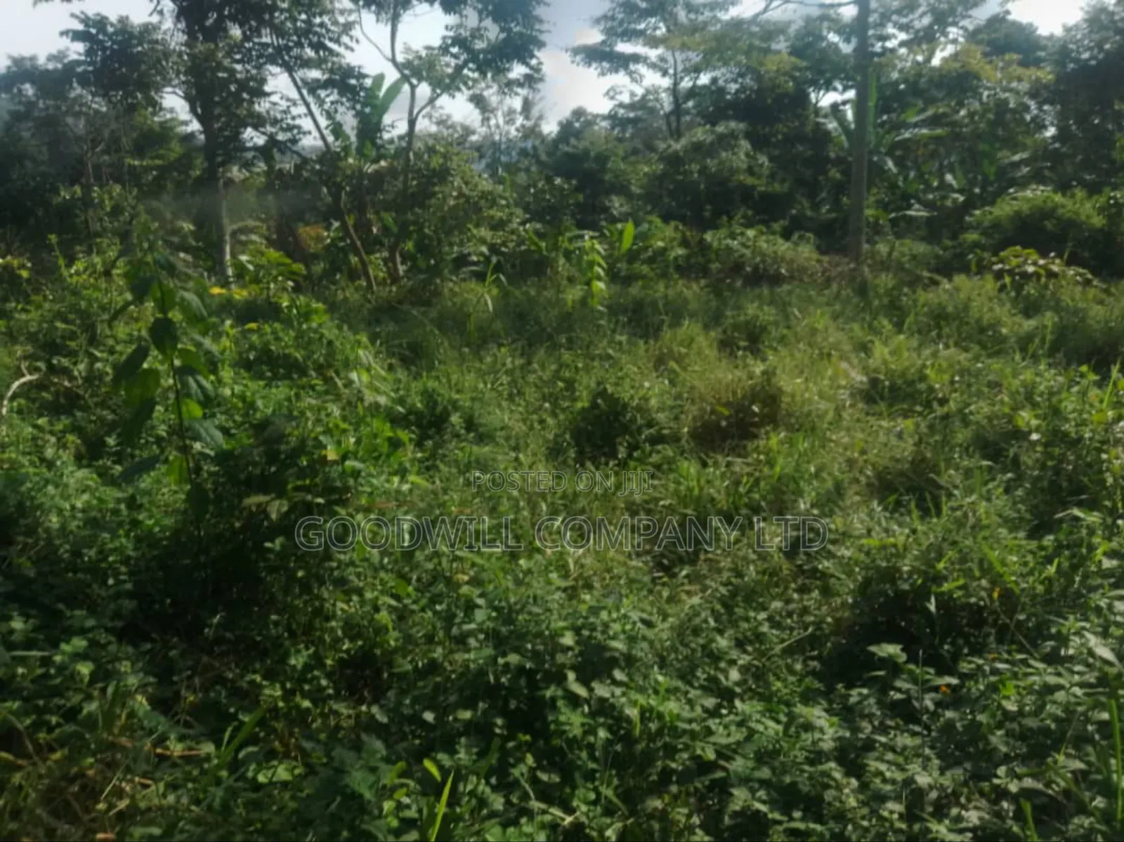 100 Acres of Land in Gaba -Ssi Nkokonjeru Private Milo Land Title