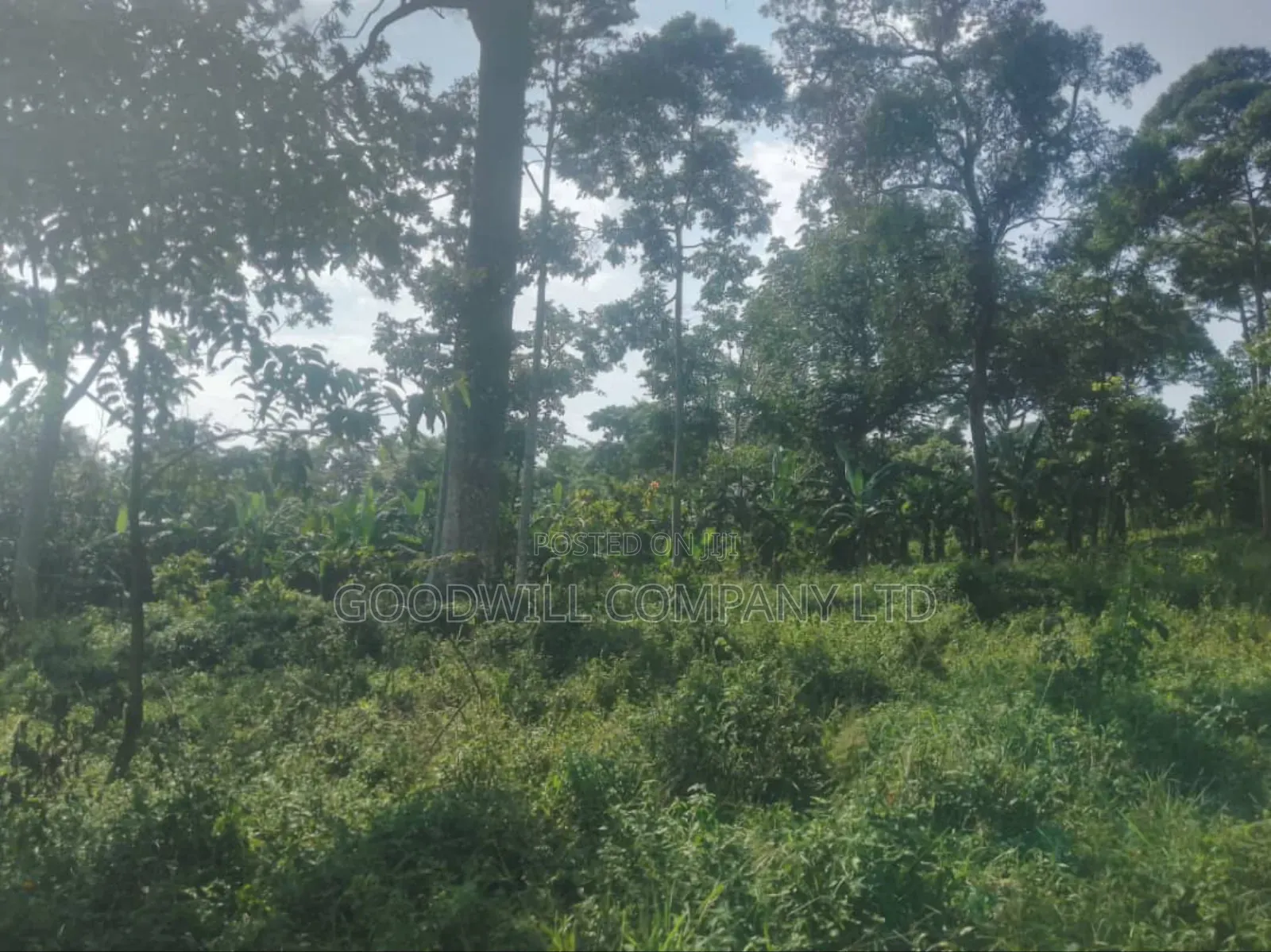 100 Acres of Land in Gaba -Ssi Nkokonjeru Private Milo Land Title