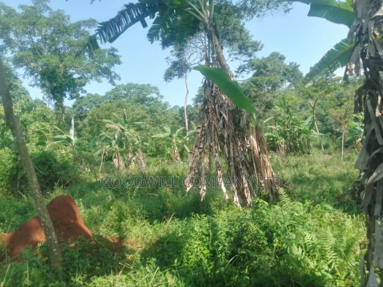 100 Acres of Land in Gaba -Ssi Nkokonjeru Private Milo Land Title