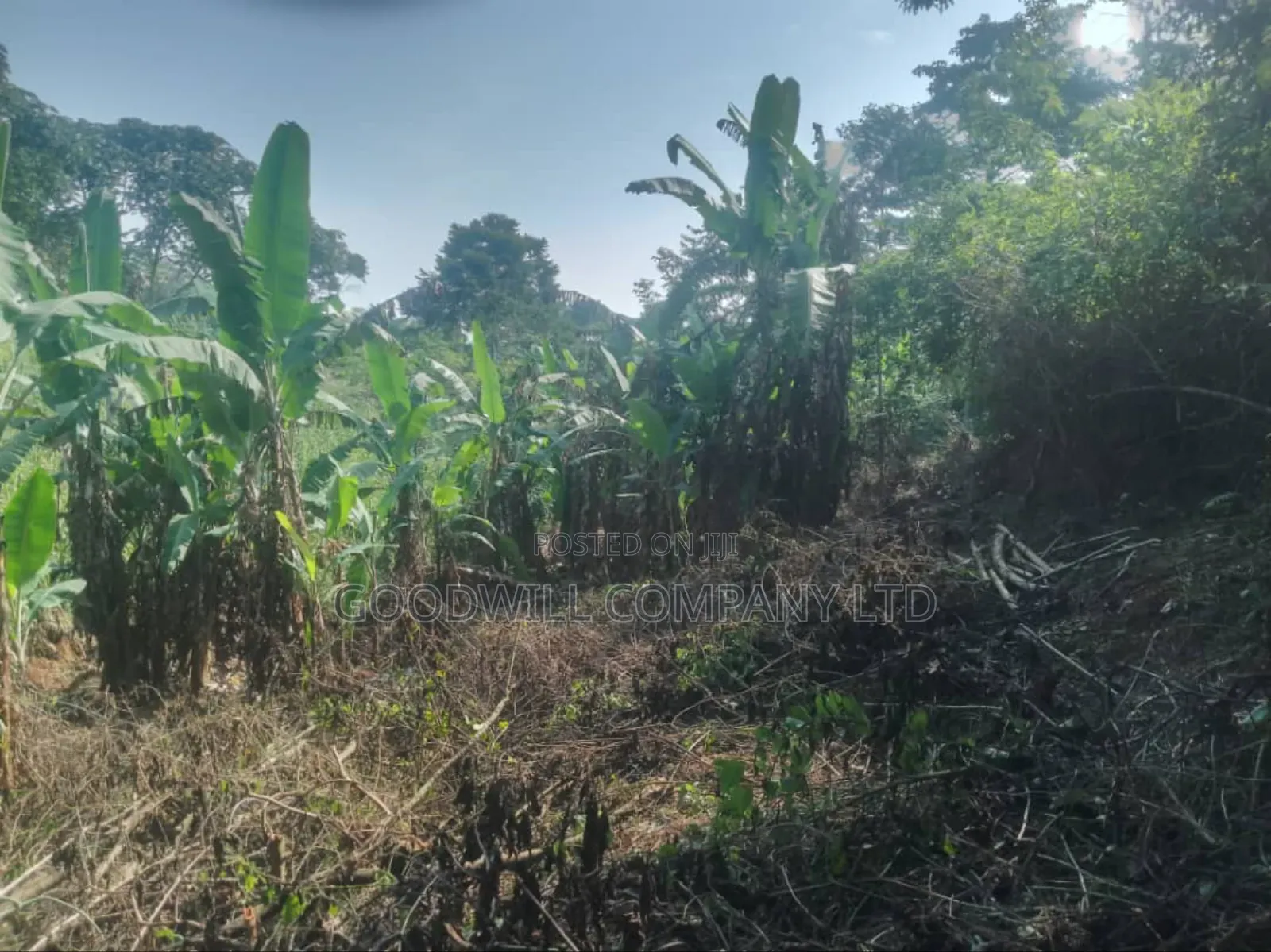 100 Acres of Land in Gaba -Ssi Nkokonjeru Private Milo Land Title