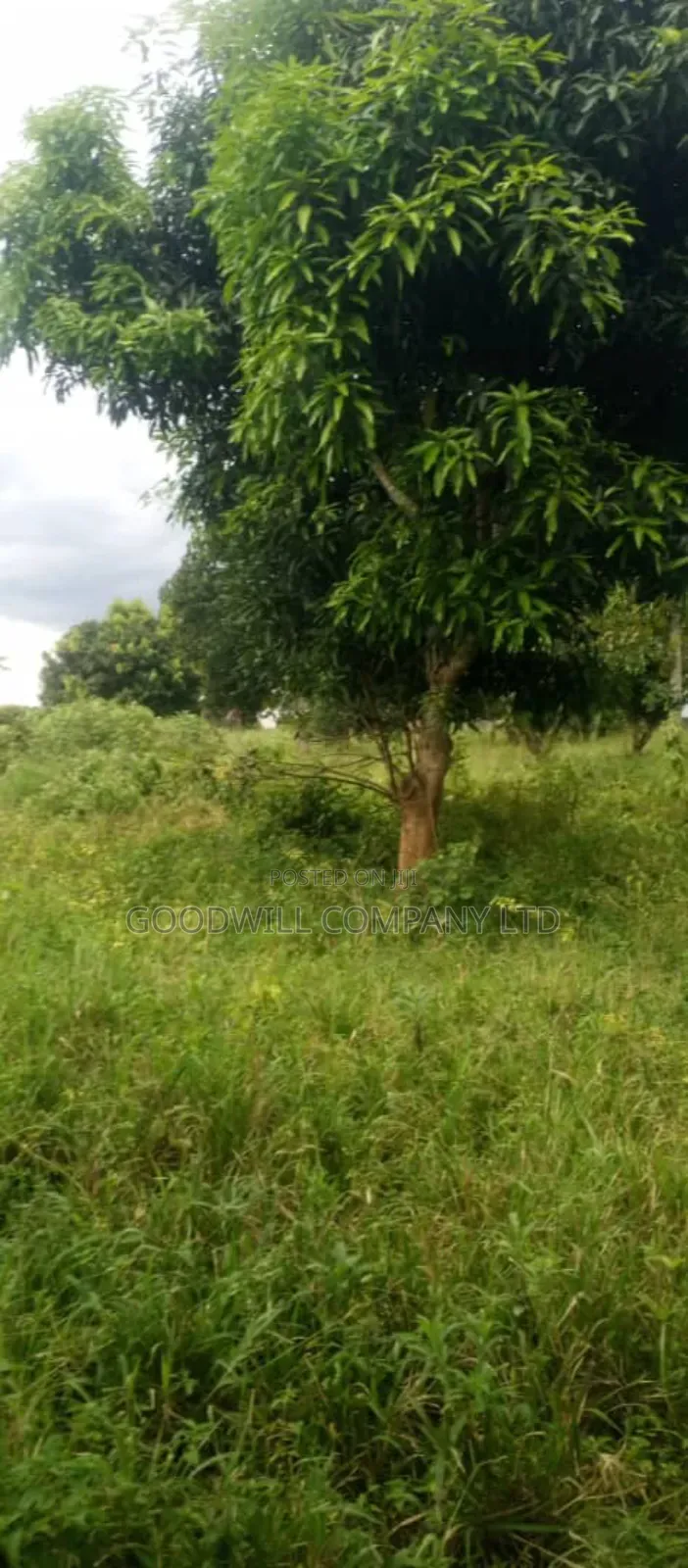 250 Acres of Land for Sale in Kabubu Nakaseke Private Mairo Land Title