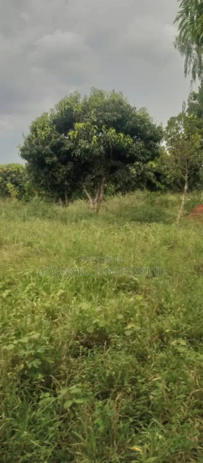 250 Acres of Land for Sale in Kabubu Nakaseke Private Mairo Land Title