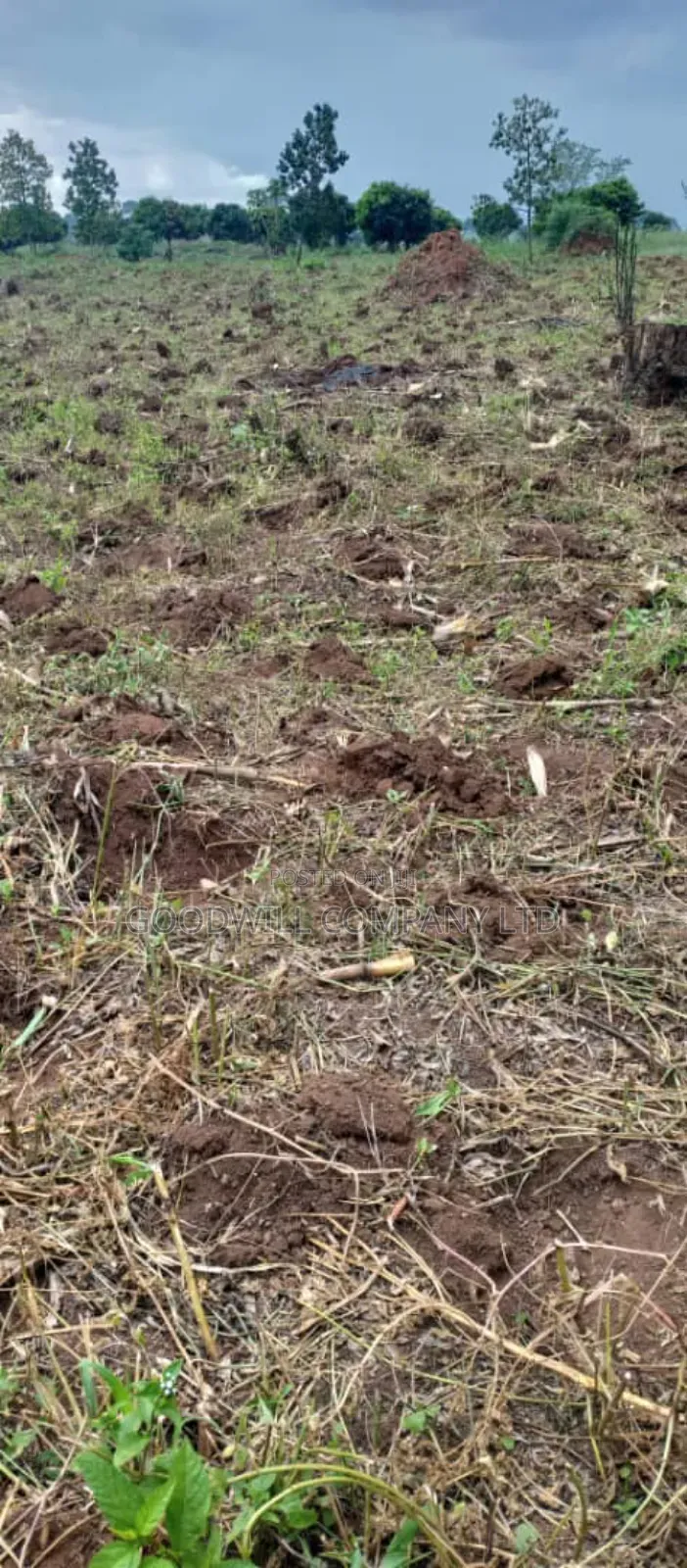 250 Acres of Land for Sale in Kabubu Nakaseke Private Mairo Land Title