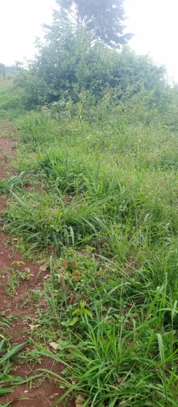 10 Acres of Land on Sale at Luwero Galikworeka