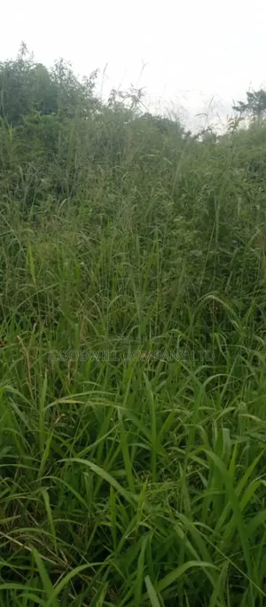 10 Acres of Land on Sale at Luwero Galikworeka
