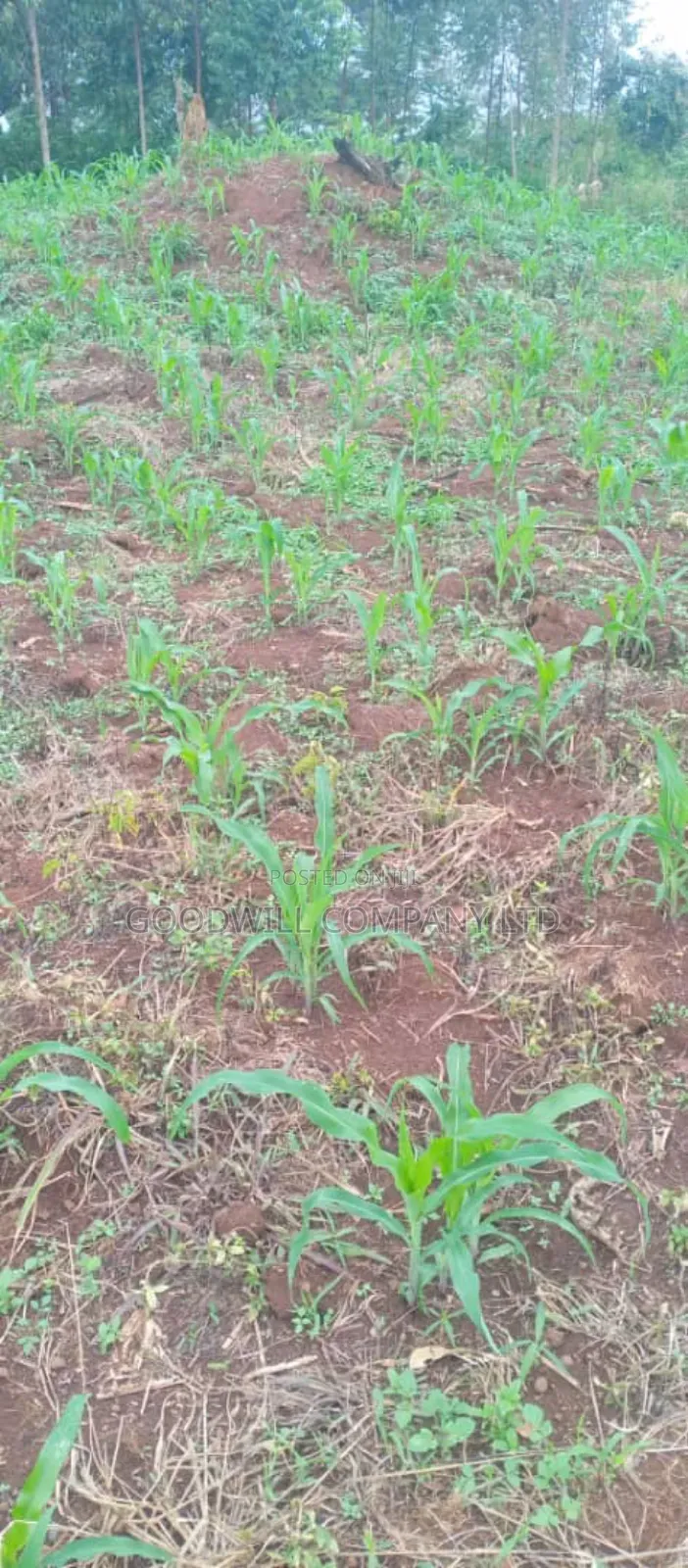 10 Acres of Land on Sale at Luwero Galikworeka