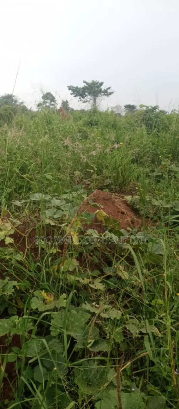 10 Acres of Land on Sale at Luwero Galikworeka
