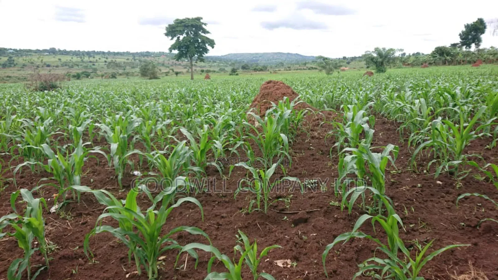 100 Acres of Land Mpigi Masaka Road, 60km From Kla,
3km Off Tarmac.
