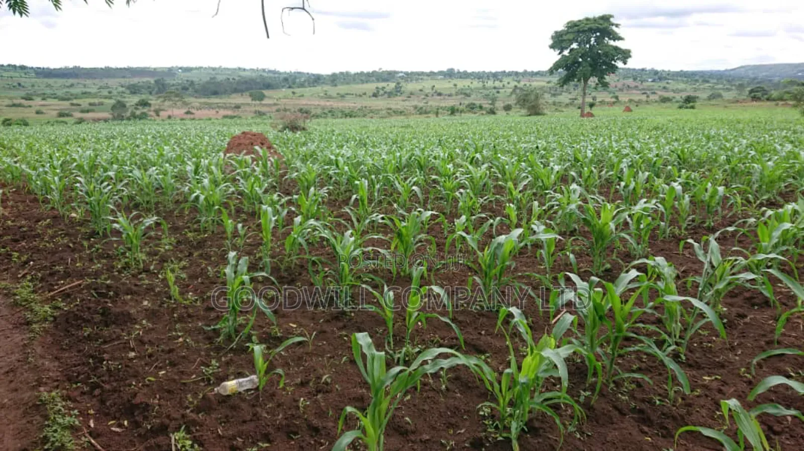 100 Acres of Land Mpigi Masaka Road, 60km From Kla,
3km Off Tarmac.